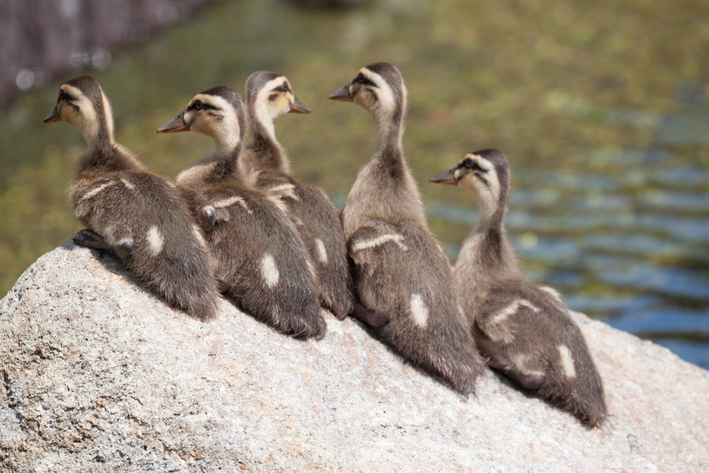 ちびカモ君　その３
