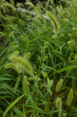 ねこじゃらしの中で頑張る