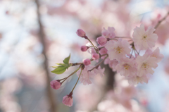枝垂桜
