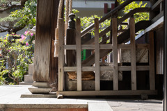 眠り猫