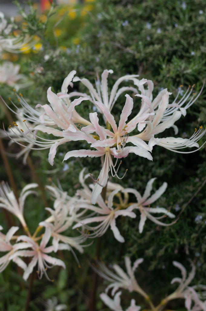 少しピンクがかってました