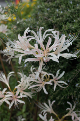 少しピンクがかってました