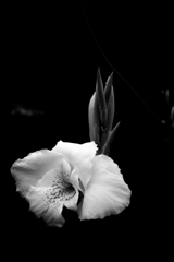 花びらがやわらかくて