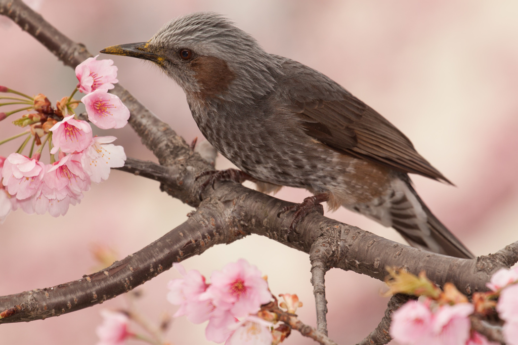 河津桜　その３