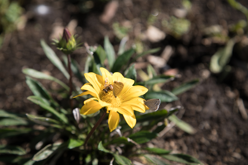 人気の花