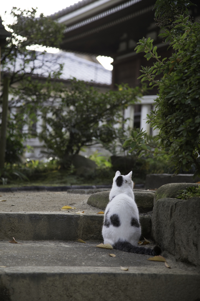 背中