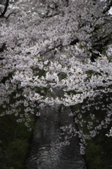 sakura