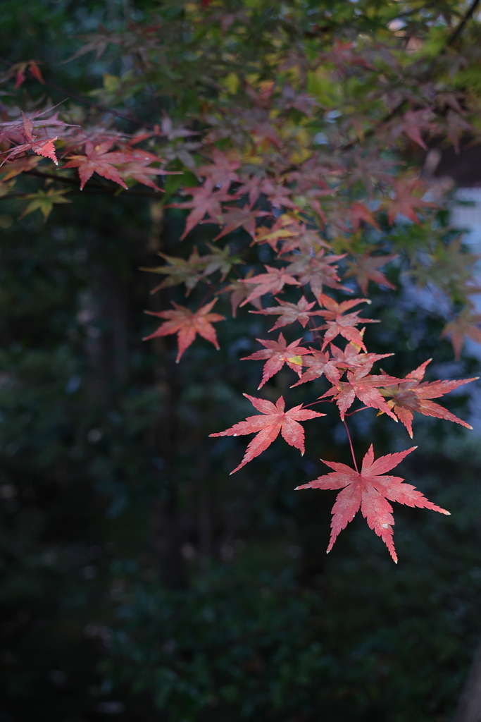 紅葉