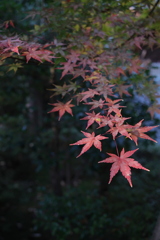 紅葉