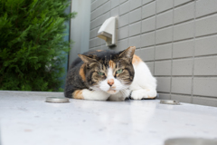 にゃんかご用？