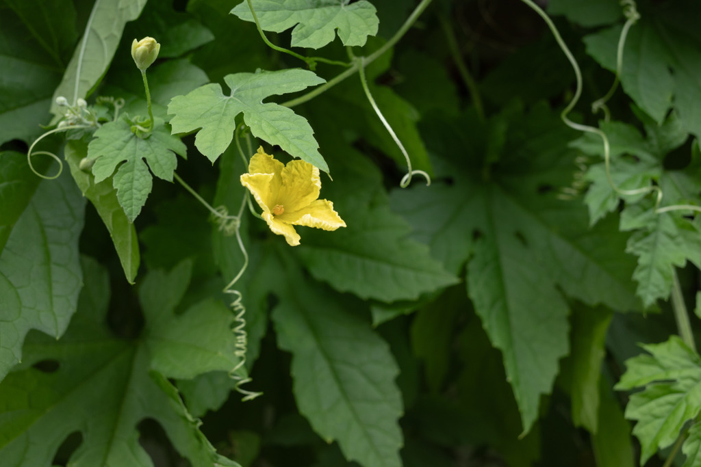 ゴーヤの花