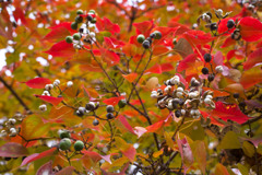 何の実でしょうか？