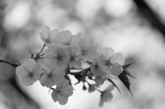 雨降る前・・・山桜