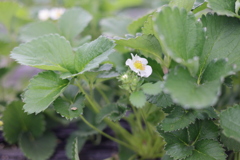 いちごの花