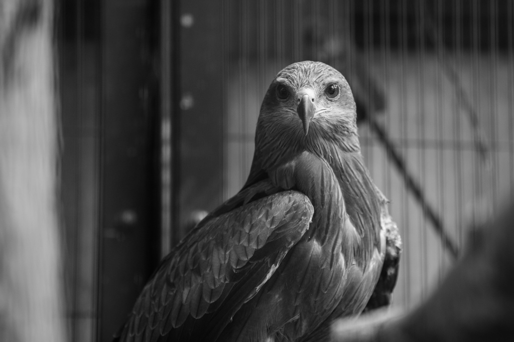 視線あいました　その１