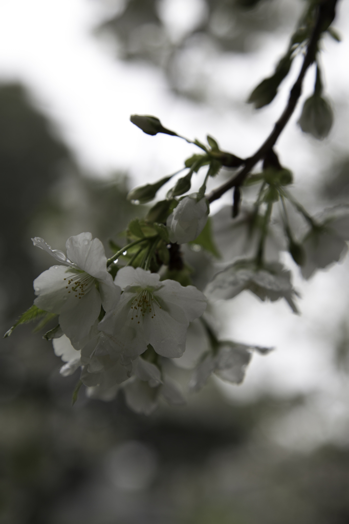 山桜　その２