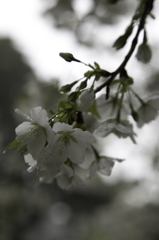 山桜　その２