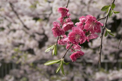 相模枝垂　花桃