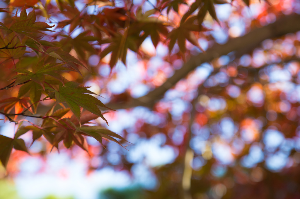 一部紅葉
