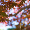 一部紅葉