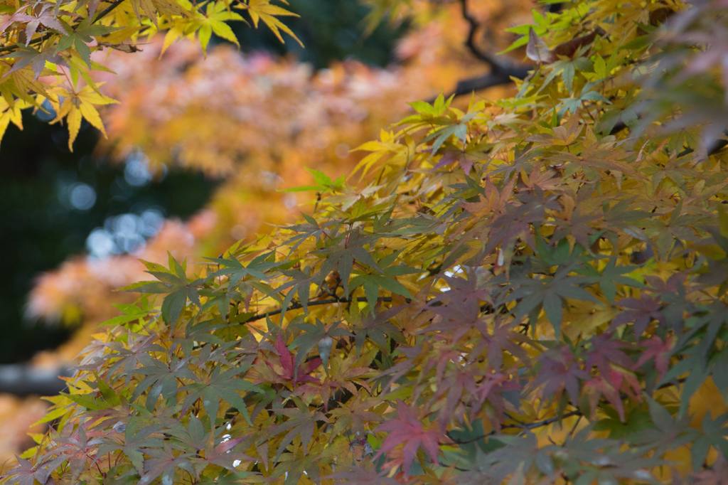 もみじ　その４