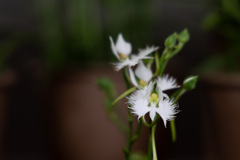 鷺草
