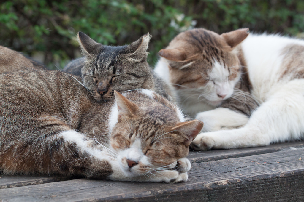 くっついてました　その１