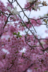 コブシの花