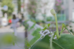 夜に咲く花