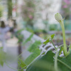 夜に咲く花