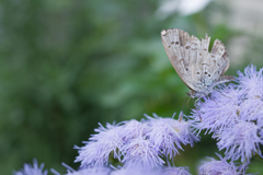 まだがんばってる
