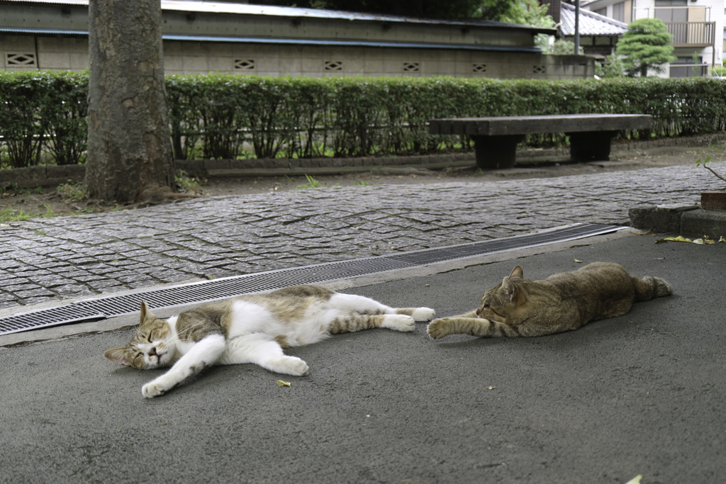 少し、すごしやすくなってきました