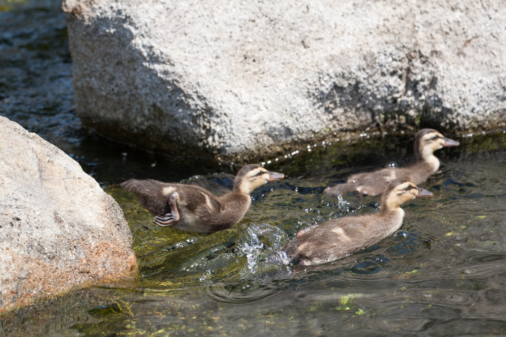 ちびカモ君　その４