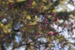 紅梅から