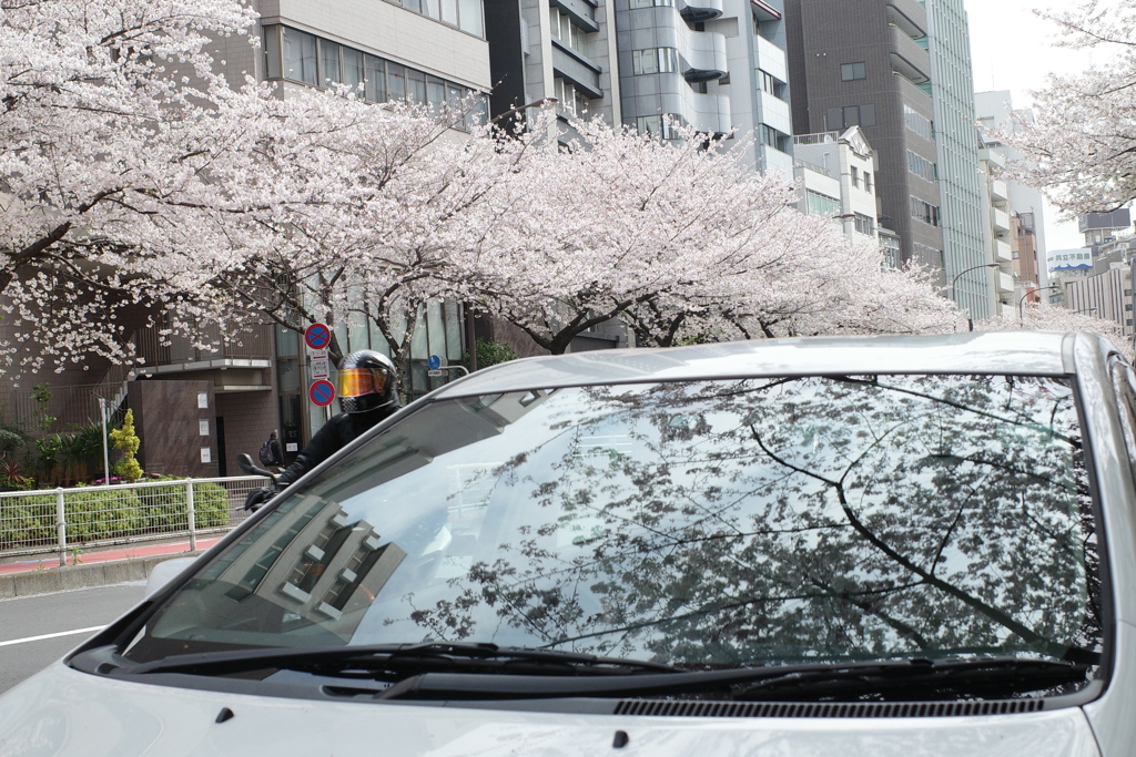 sakura