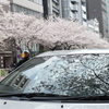 sakura