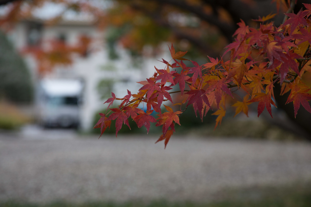 もみじ　その５