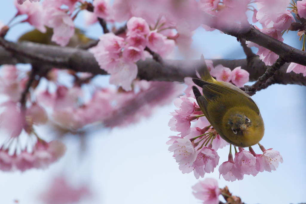 河津桜　その４