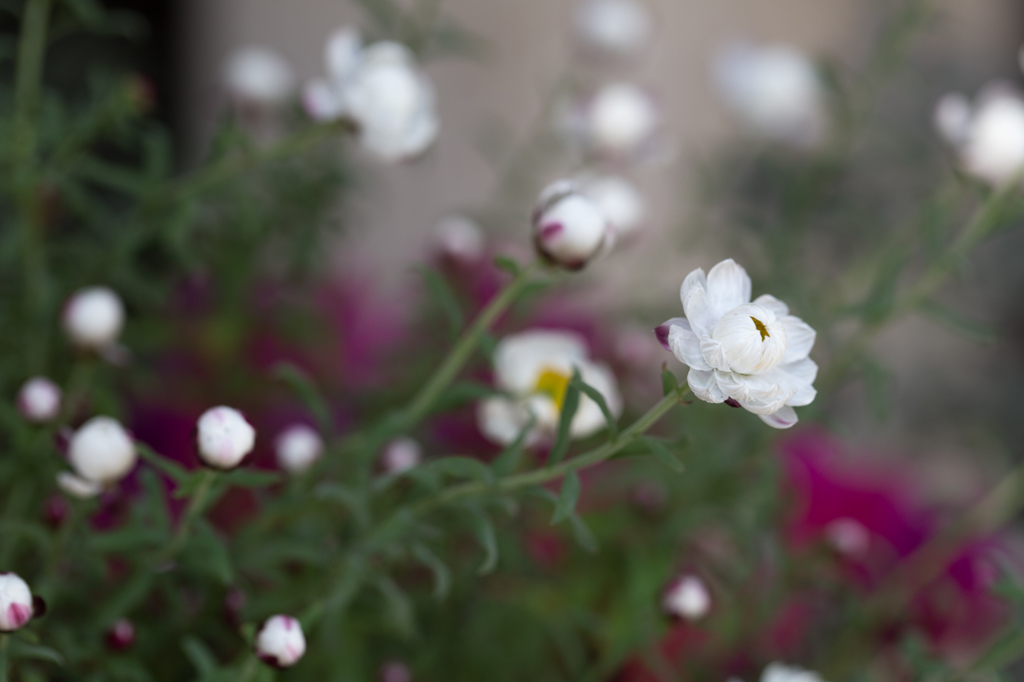 花かんざし