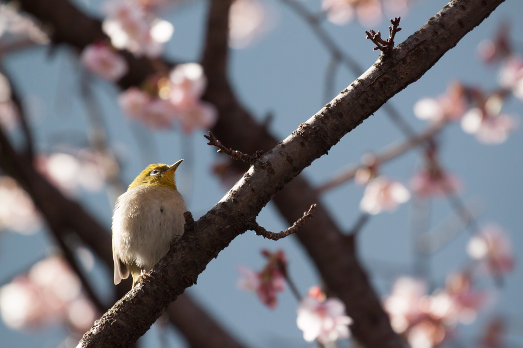 めじろさん　その１