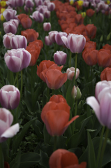tulip