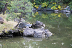 ウサギではなく、アオサギと亀