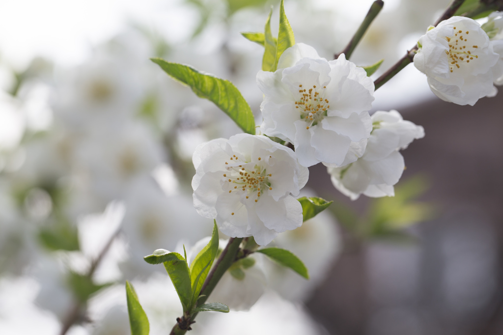 花桃