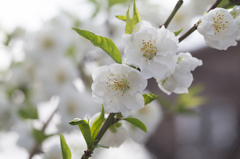 花桃