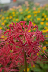 バックは黄色の小菊