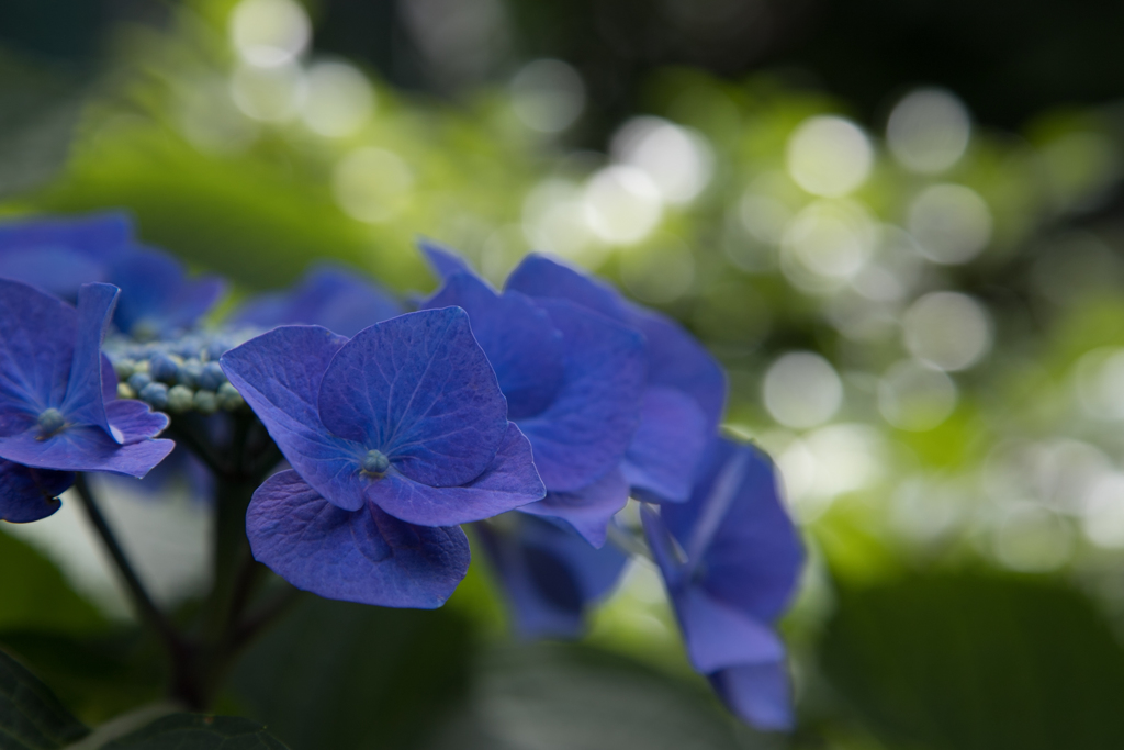 紫陽花