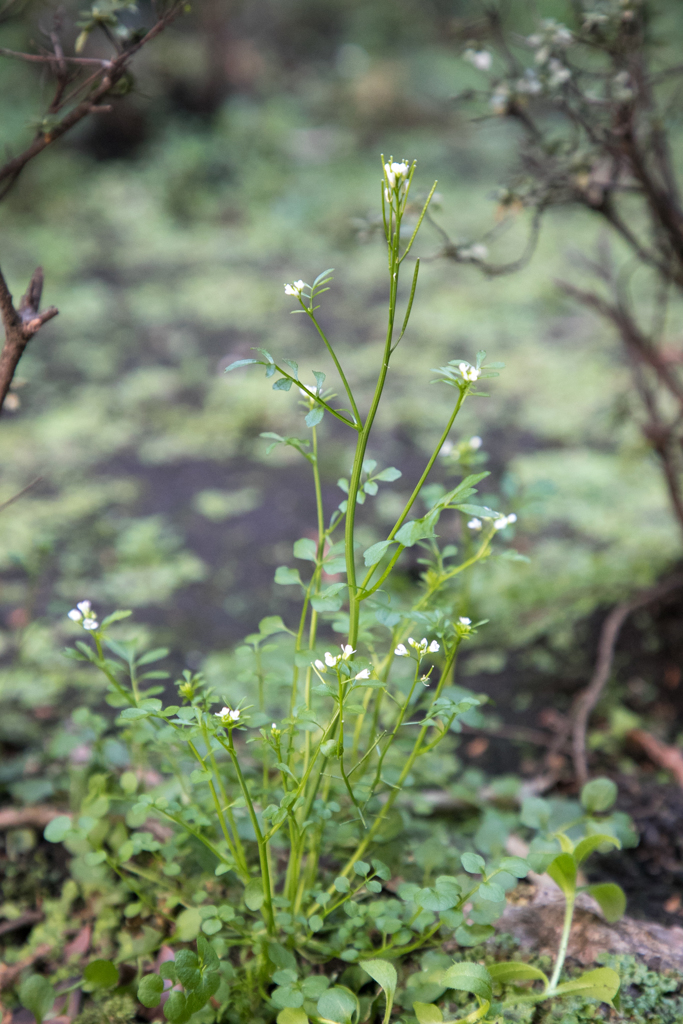 春、近づいてる