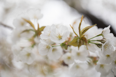 山桜