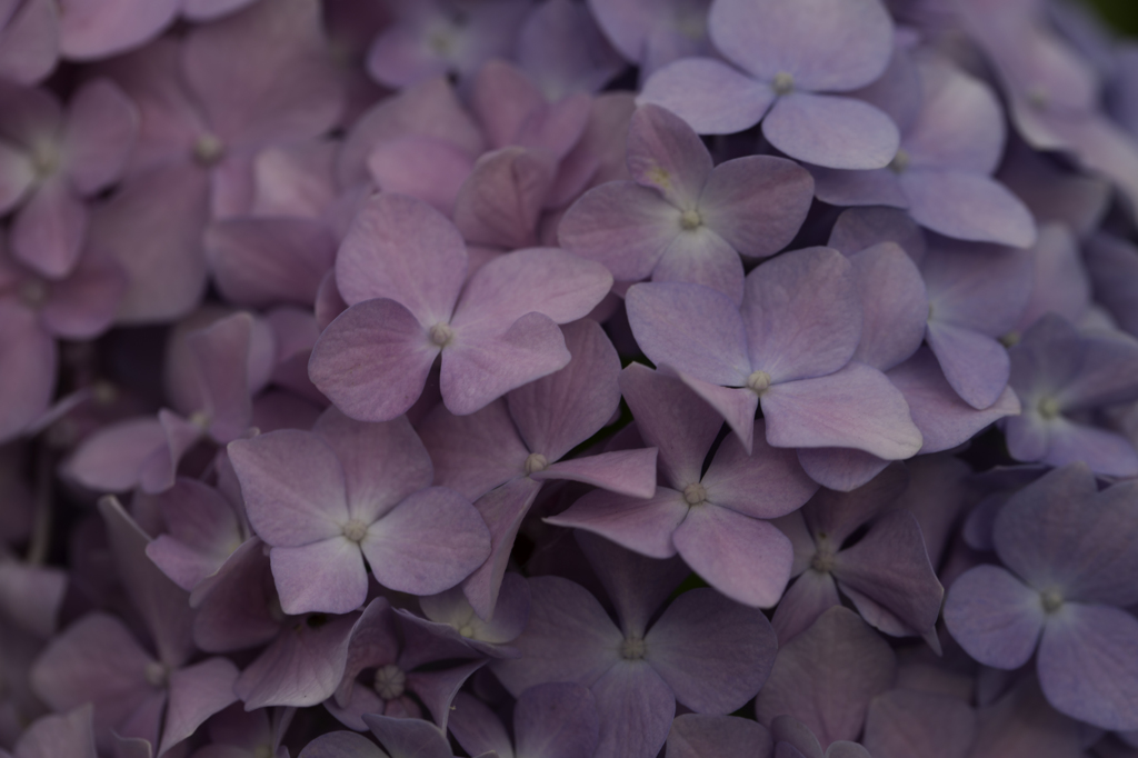 紫陽花　その３