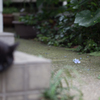 あじさいも終わりのようです